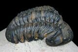 Reedops Trilobite - Foum Zguid, Morocco #177339-5